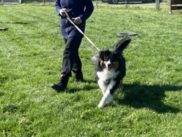 hsv-leipzig-wiederitzsch.de