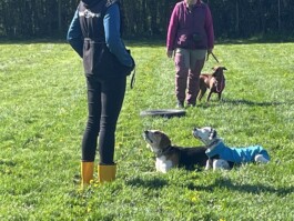 hsv-leipzig-wiederitzsch.de