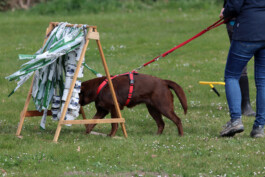 hsv-leipzig-wiederitzsch.de