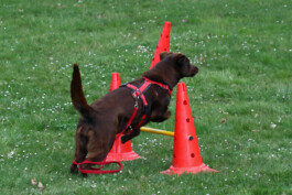 hsv-leipzig-wiederitzsch.de