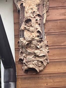 hsv-leipzig-wiederitzsch.de