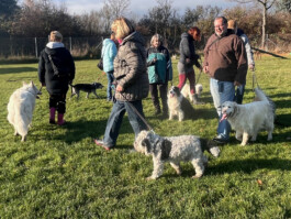 hsv-leipzig-wiederitzsch.de